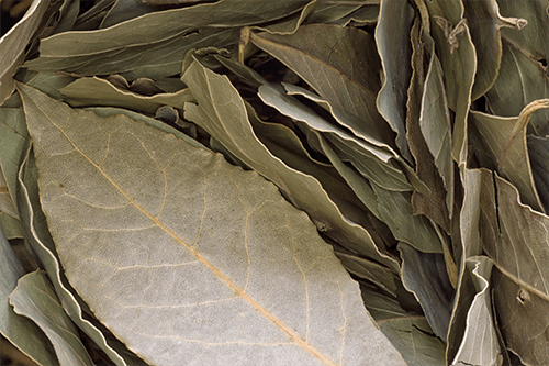 Bay Leaf-min