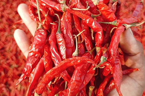 RedChilli-min